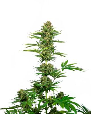 Satin Black Domina - Bushdoctor
