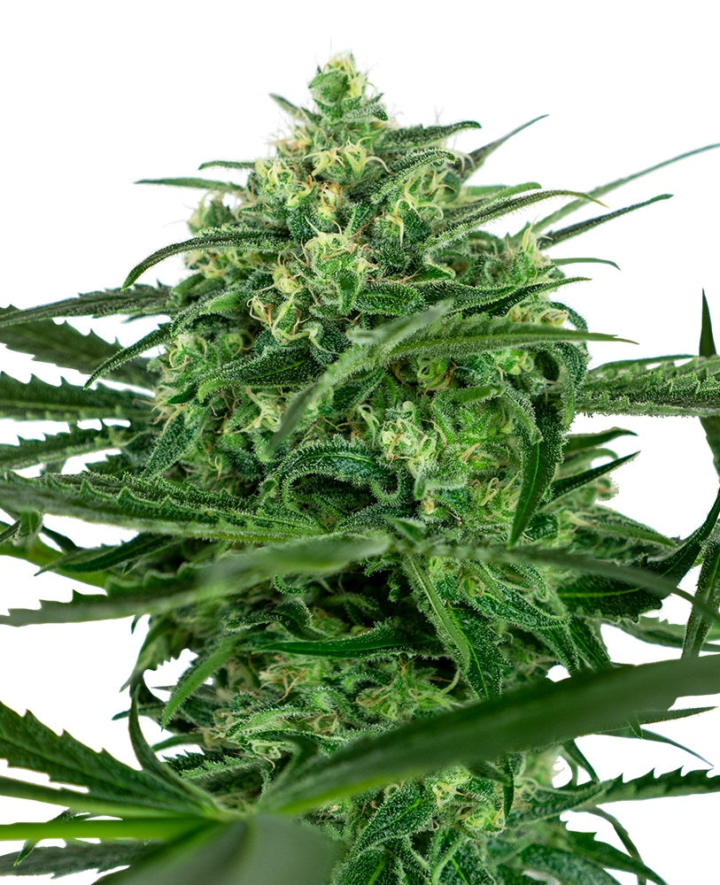 Sensi Amnesia - Bushdoctor