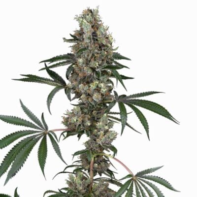 Sensi Seeds Chemberries 3 Stück - Hanfjack