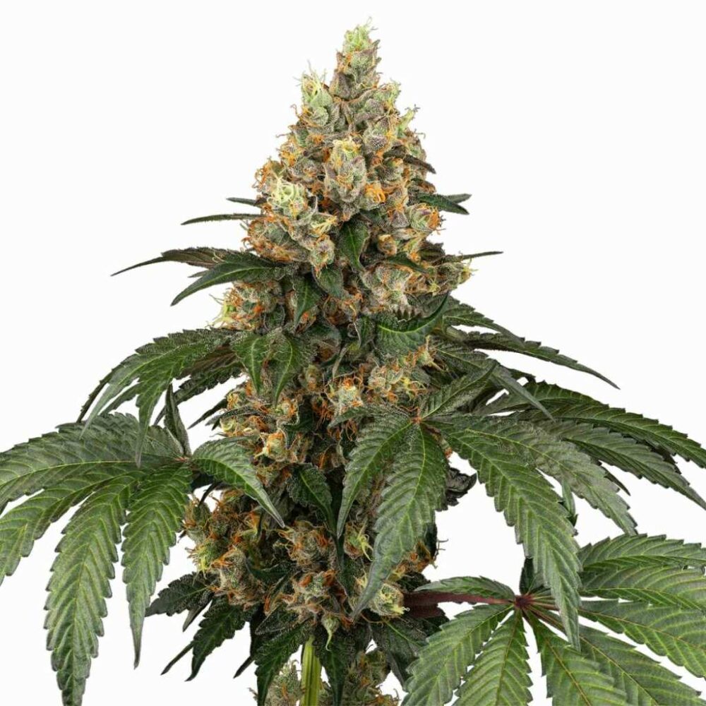 Sensi Seeds Chocolate Rainbow XXL 3 Stück - Hanfjack