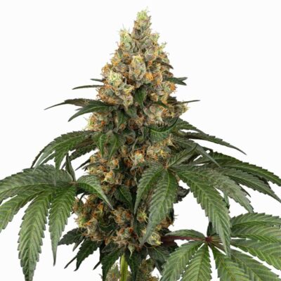 Sensi Seeds Chocolate Rainbow XXL 3 Stück - Hanfjack