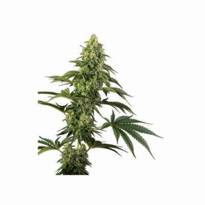 Sensi Seeds Cosmic Kiss 3 Stück - Hanfjack