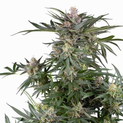 Sensi Seeds Dosimosa 3 Stück - Hanfjack