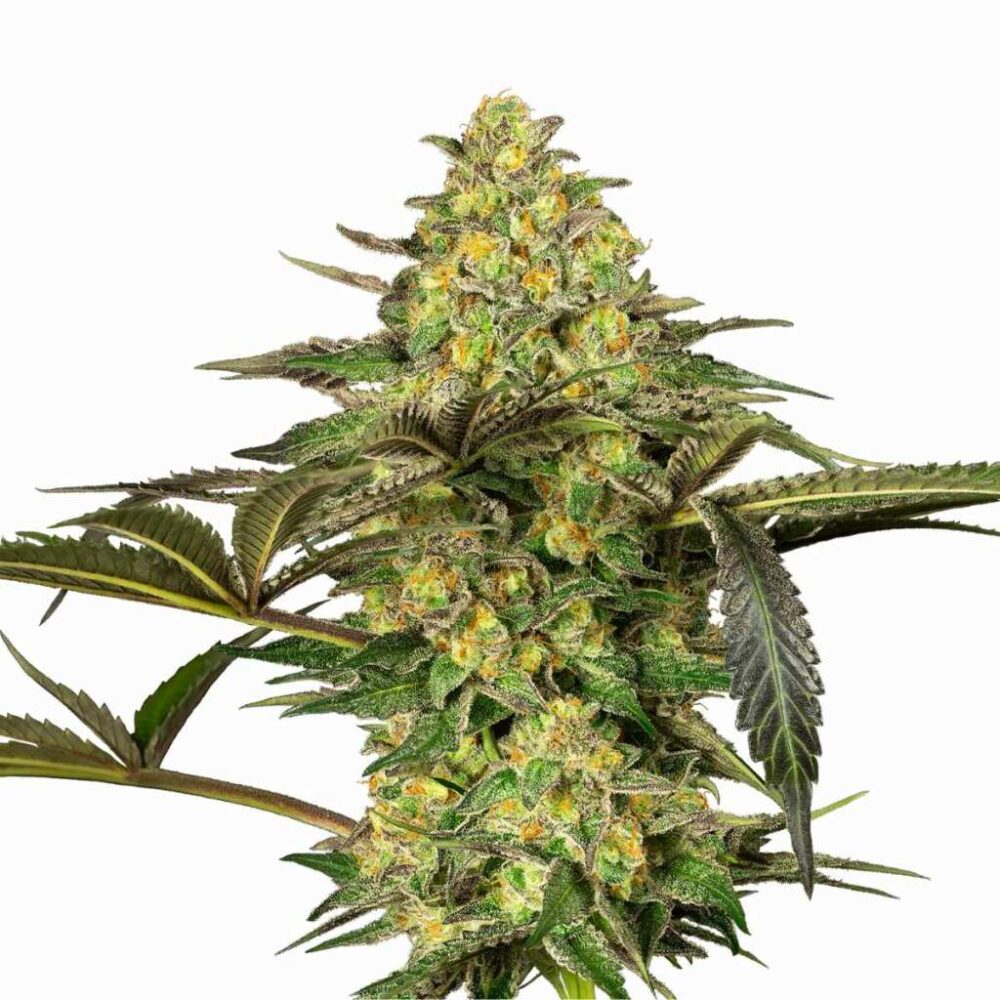 Sensi Seeds Grapevine Candy 3 Stück - Hanfjack