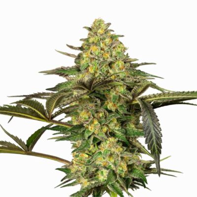 Sensi Seeds Grapevine Candy 3 Stück - Hanfjack
