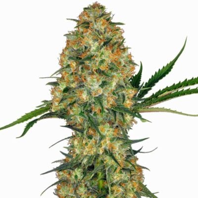 Sensi Seeds Hindu Kush 3 Stück - Hanfjack
