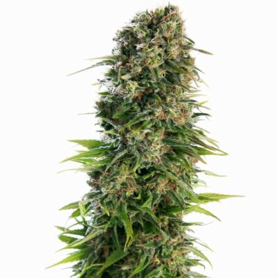 Sensi Seeds Hindu Kush Automatic 3 Stück - Hanfjack