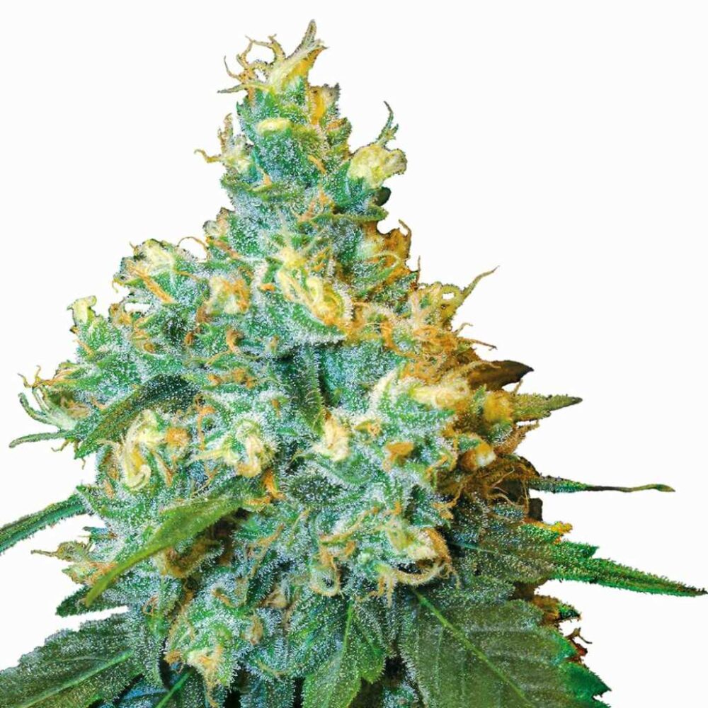 Sensi Seeds Jack Herer 3 Stück - Hanfjack
