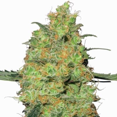 Sensi Seeds Master Kush 3 Stück - Hanfjack