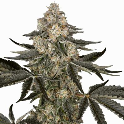 Sensi Seeds Sauvignon Blanc Automatic 3 Stück - Hanfjack