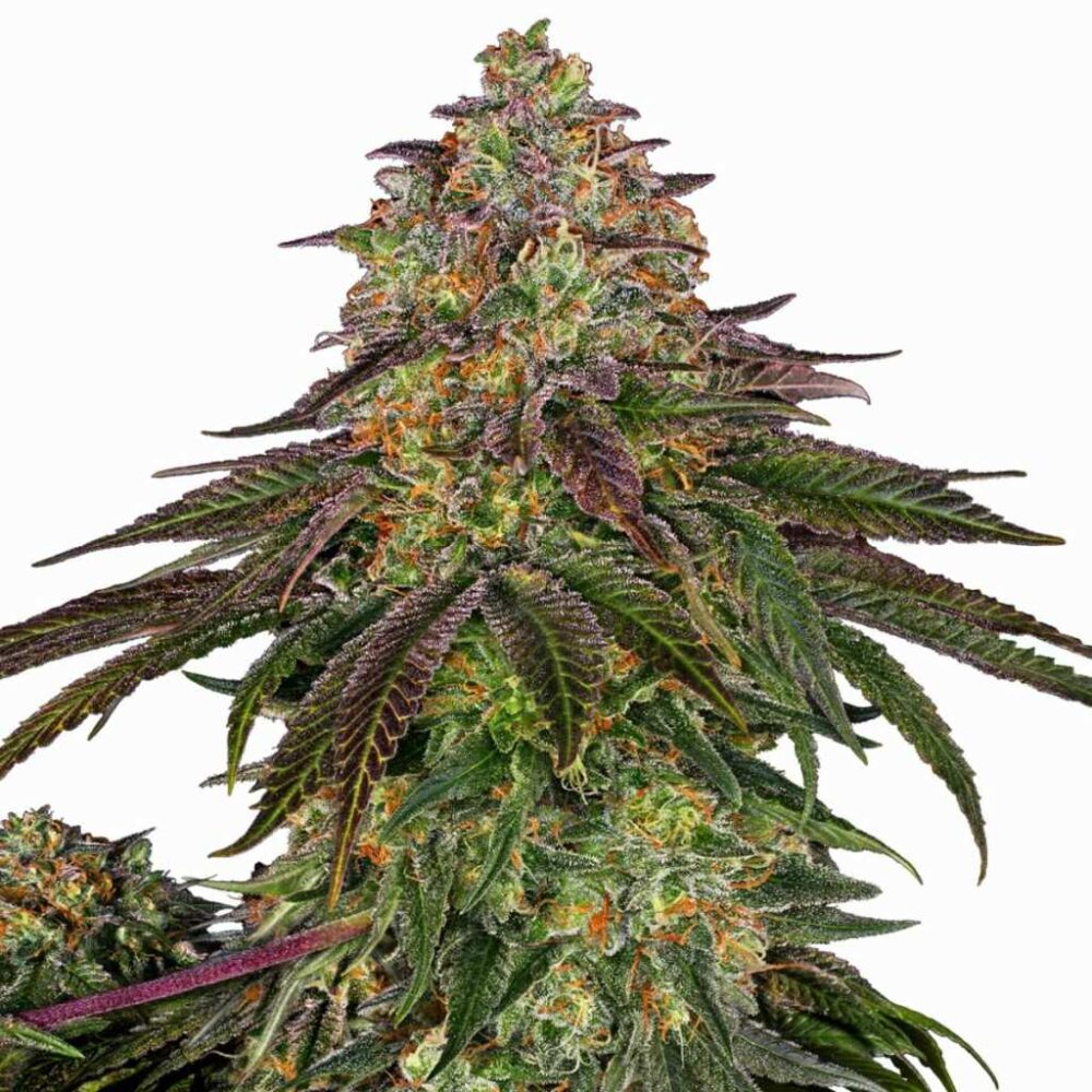 Sensi Seeds Sweet Cherry Kush 3 Stück - Hanfjack