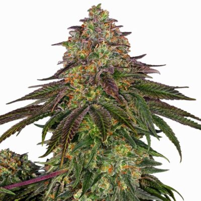 Sensi Seeds Sweet Cherry Kush 3 Stück - Hanfjack