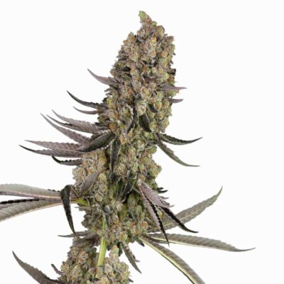 Sensi Seeds Vlad the Inhaler 3 Stück - Hanfjack