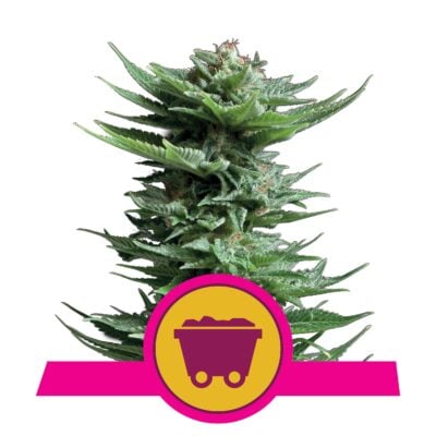 Shining Silver Haze - Bushdoctor