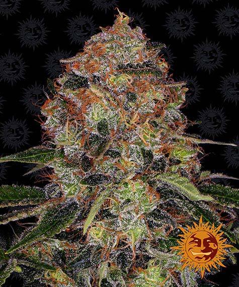 Shiskaberry - Bushdoctor
