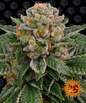 Skywalker OG - Bushdoctor