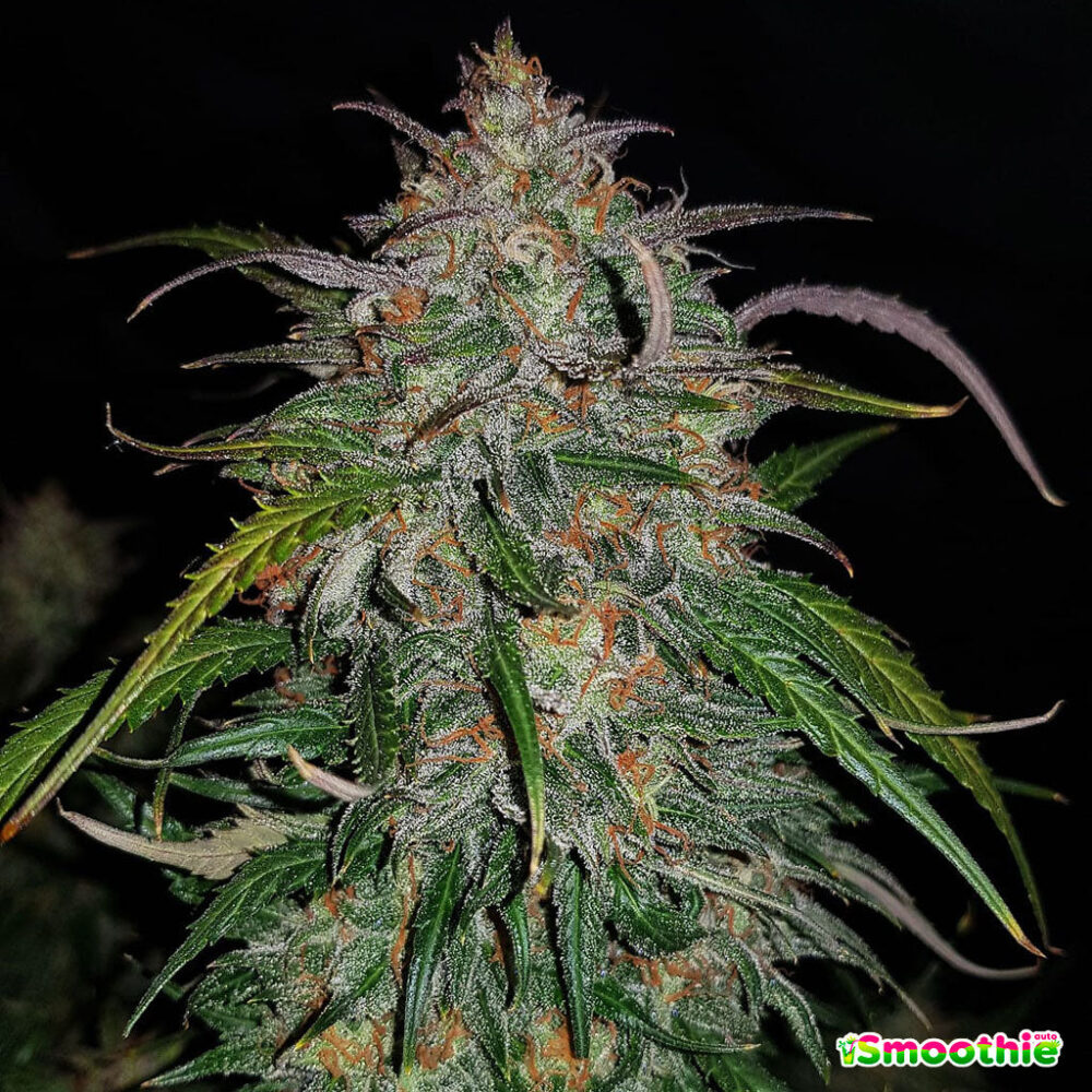 Smoothie Auto 5 Stück - Bushdoctor