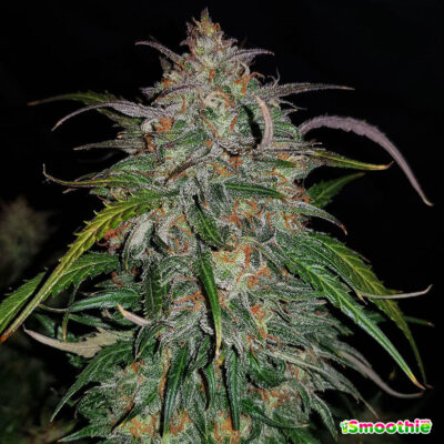 Smoothie Auto 5 Stück - Bushdoctor