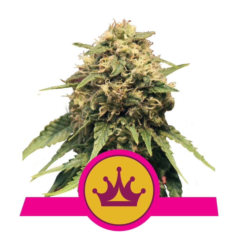 Special Queen #1 - Bushdoctor