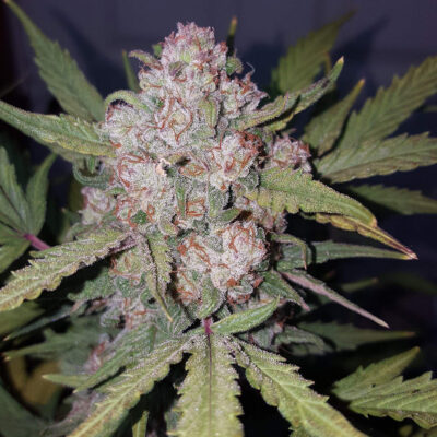 Stardawg Auto 5 Stück - Bushdoctor