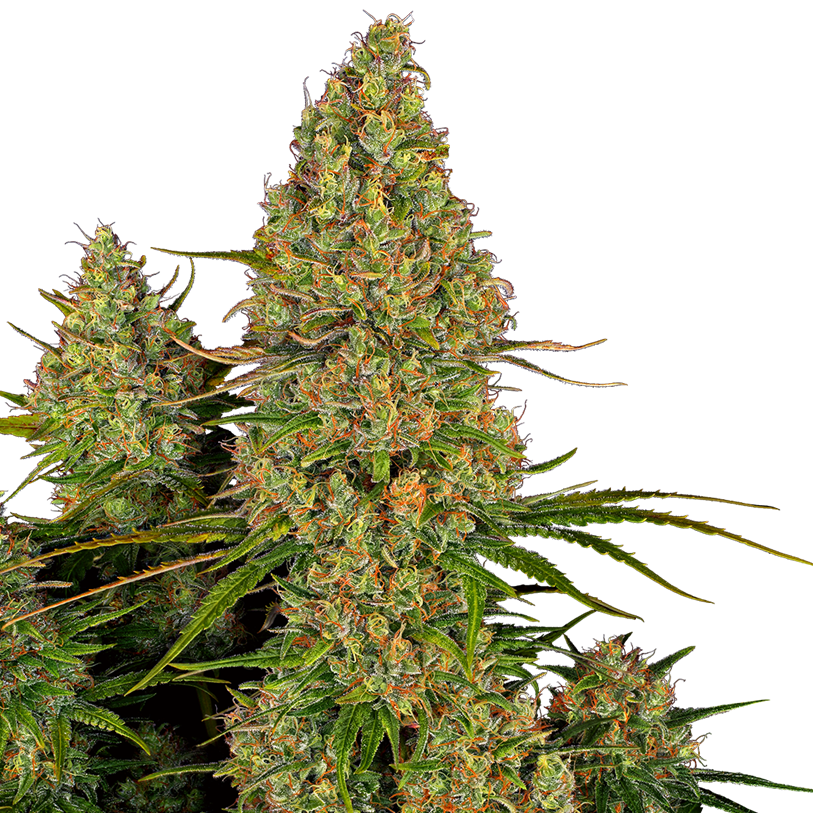 3er Automatik Cannabispflanzen Mix - Bushdoctor