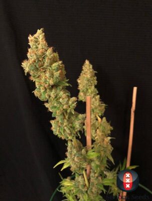 Strawberry-Akeil feminisiert 6 Stück - Bushdoctor