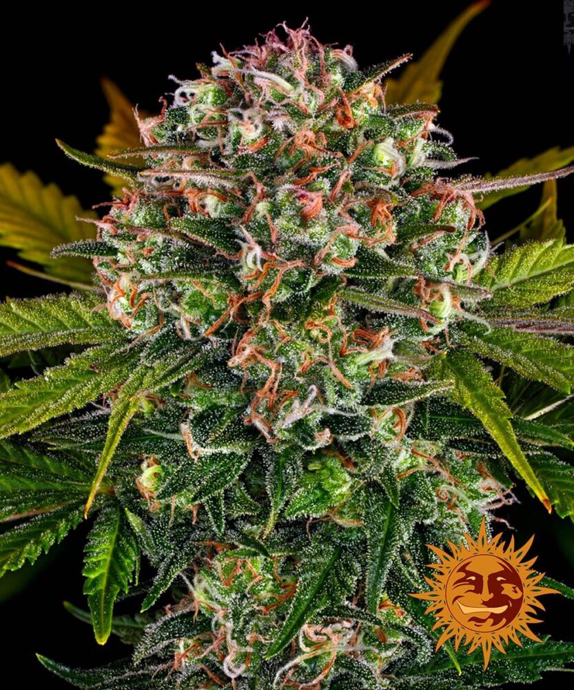 Strawberry Cheesecake - Bushdoctor
