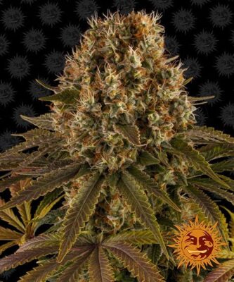 Strawberry Lemonade - Bushdoctor
