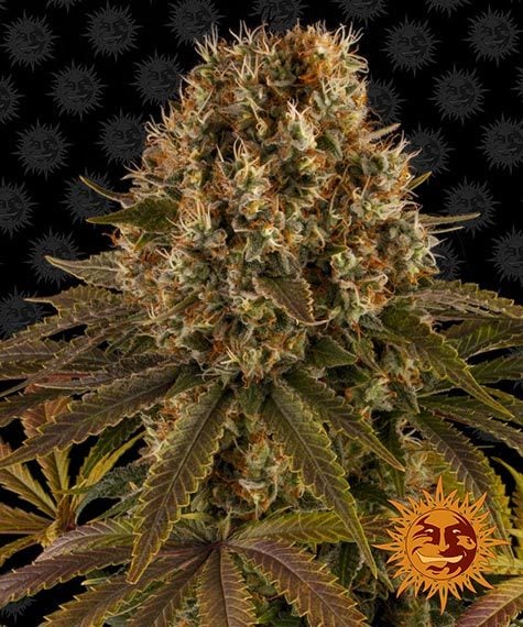 Strawberry Lemonade - Bushdoctor