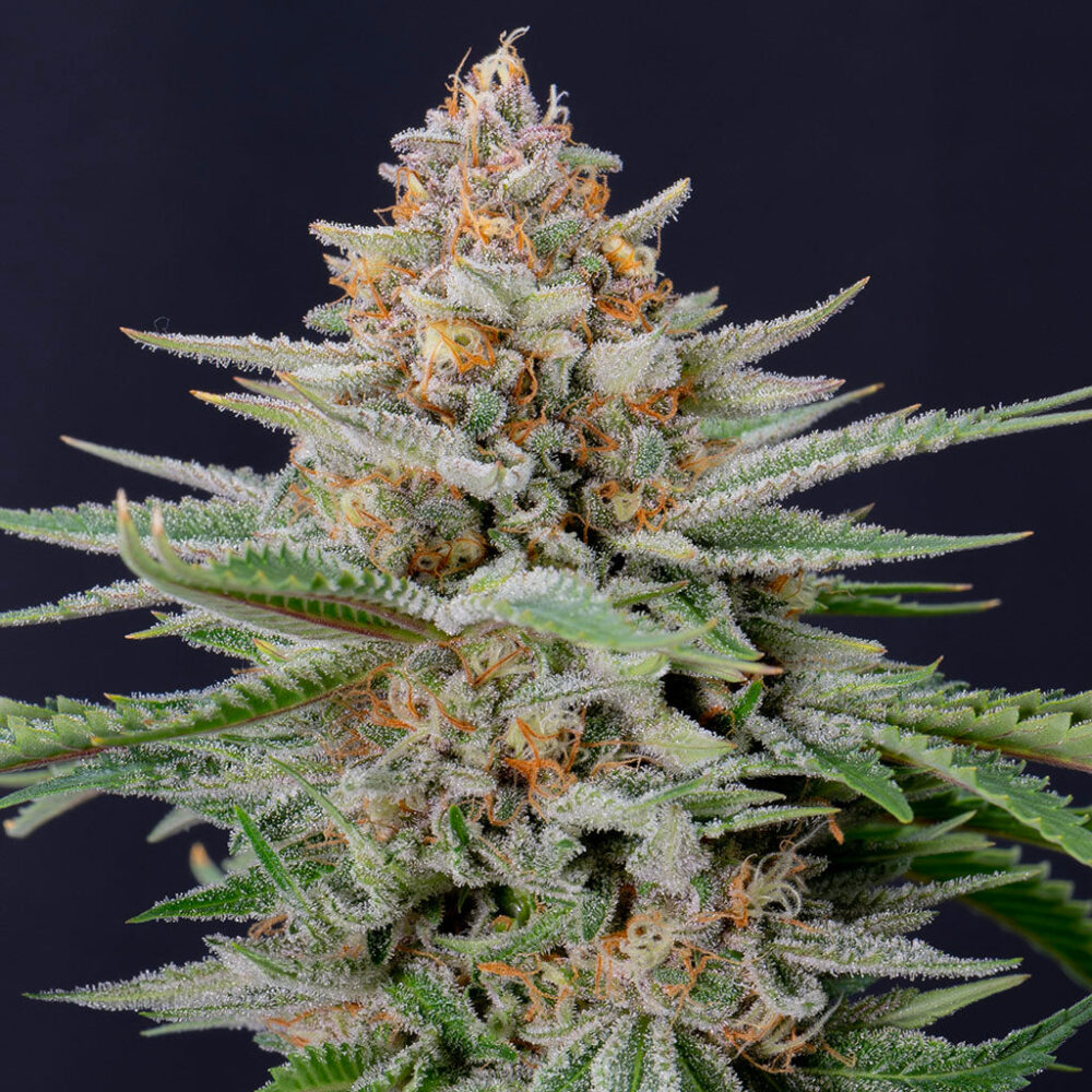 Strawberry Pie Auto 5 Stück - Bushdoctor