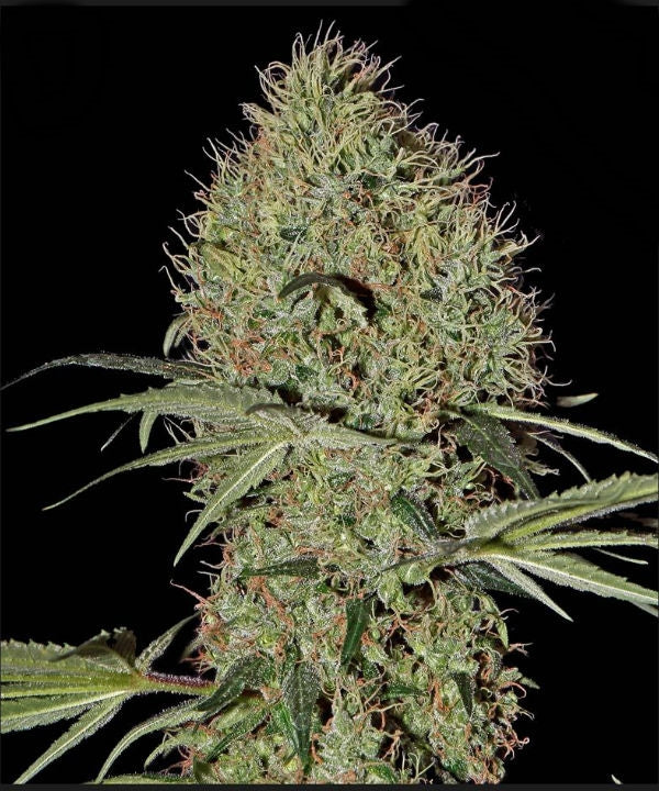 Super Bud - Bushdoctor