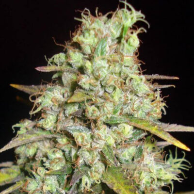 Super Silver Haze - Bushdoctor