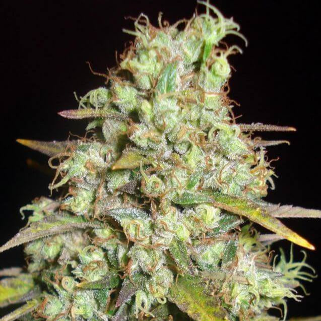 Super Silver Haze - Bushdoctor