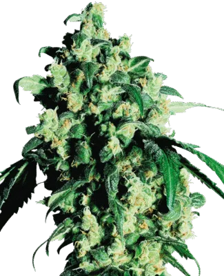 Super Skunk - Bushdoctor