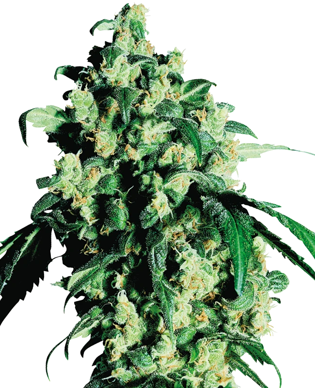 Super Skunk - Bushdoctor