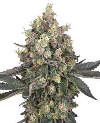 Sweet Berry Breeze - Bushdoctor