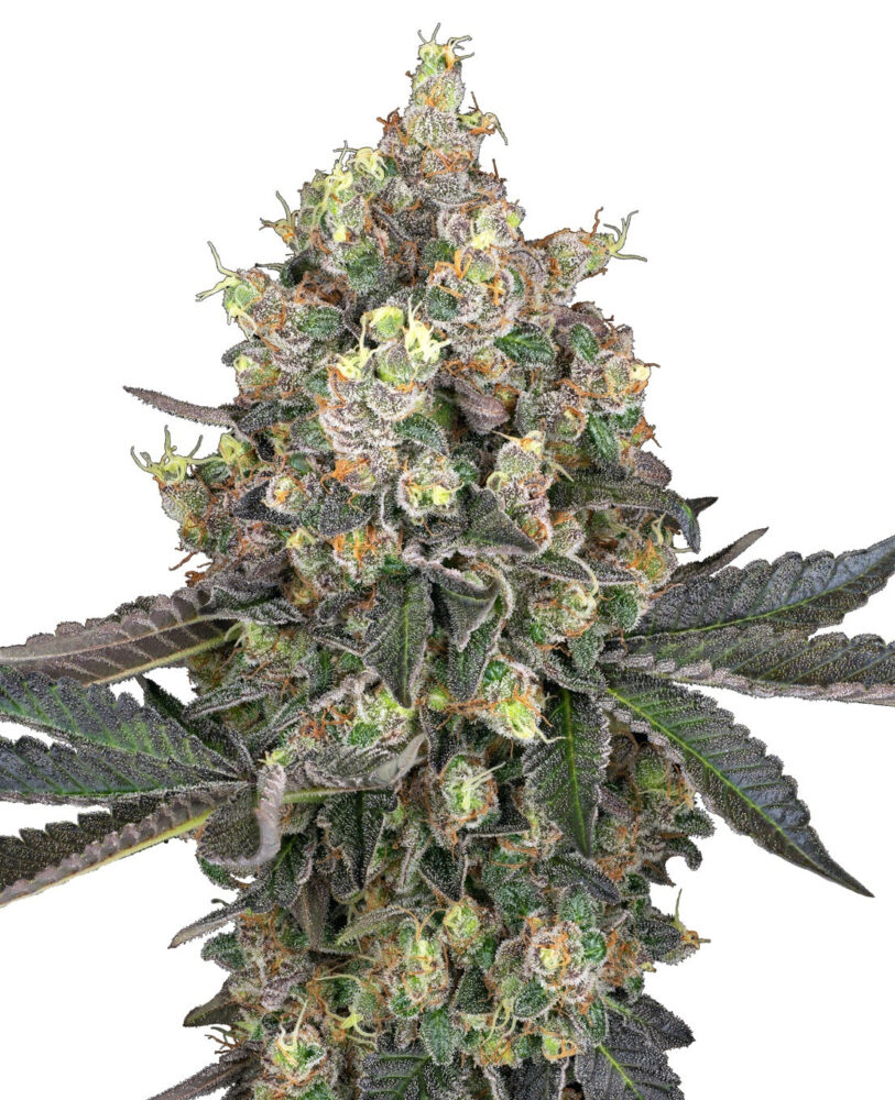 Sweet Berry Breeze - Bushdoctor