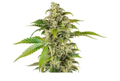 Sweet & Sour Cream - Bushdoctor