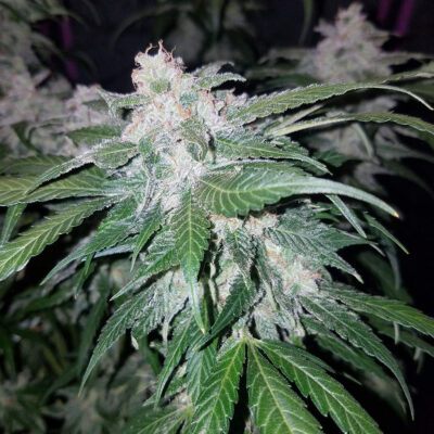 Tangie Auto 5 Stück - Bushdoctor