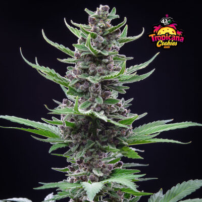 Tropicana Cookies - Bushdoctor