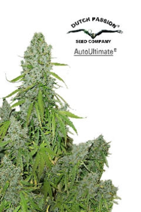 Ultimate - Bushdoctor