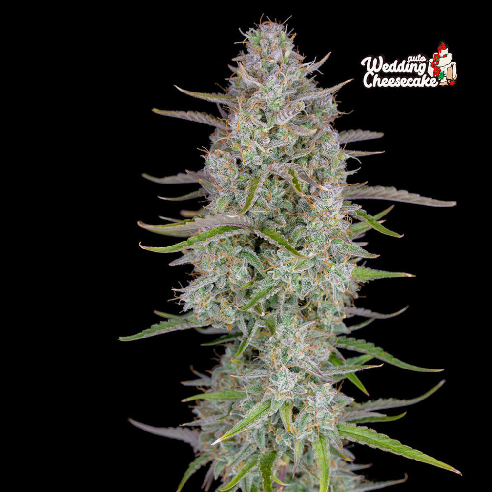 Wedding Cheesecake - Bushdoctor