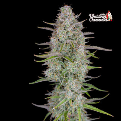 Wedding Cheesecake - Bushdoctor