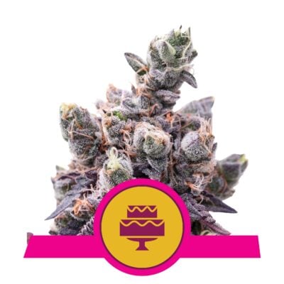 Wedding Gelato - Bushdoctor