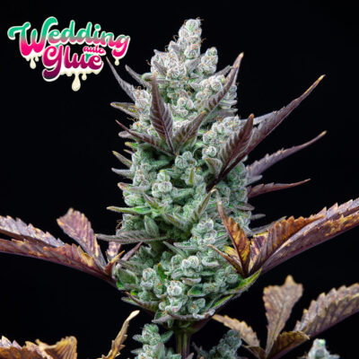 Wedding Glue Auto 5 Stück - Bushdoctor