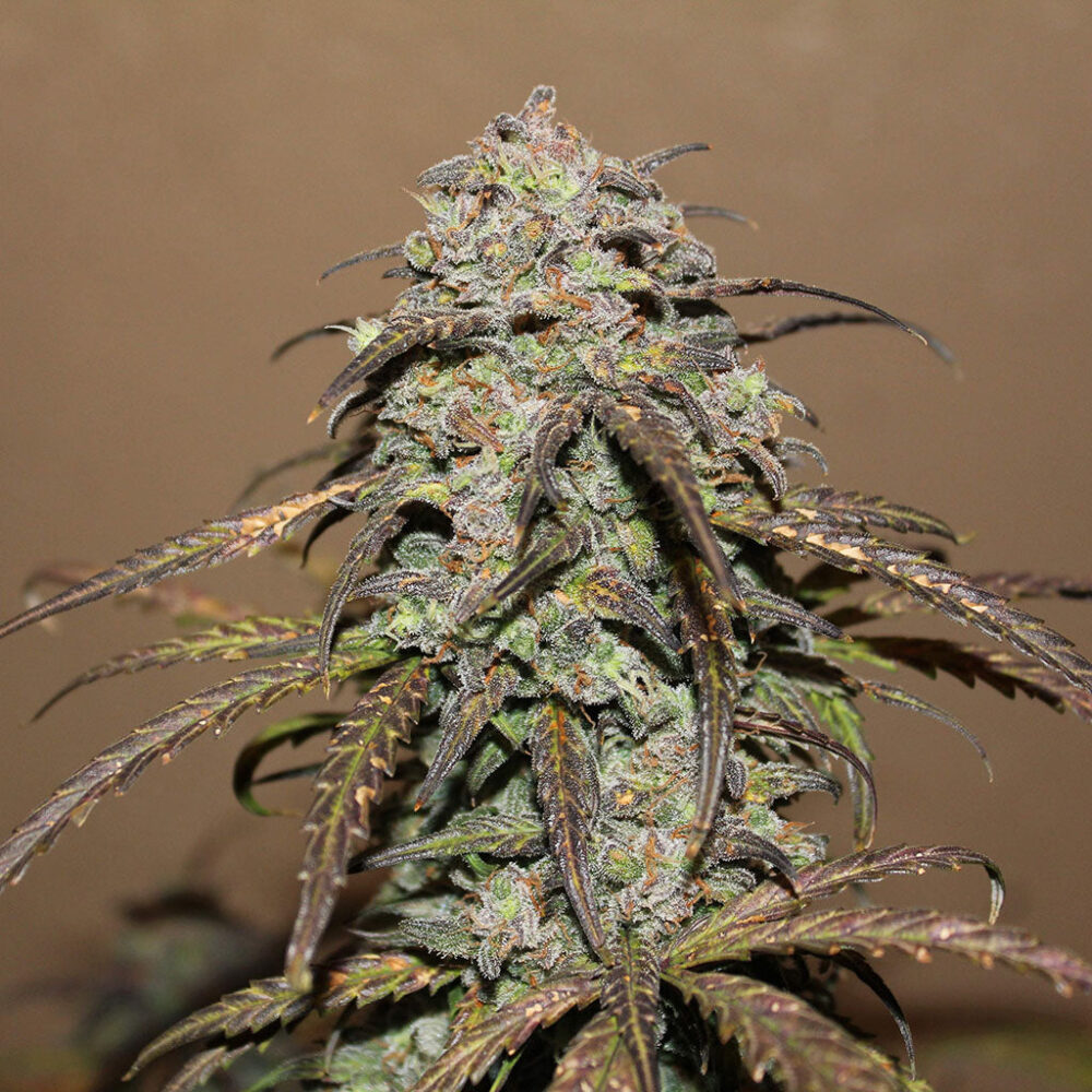 West Coast O.G. Auto 5 Stück - Bushdoctor