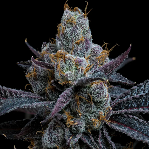 White Runtz - Bushdoctor