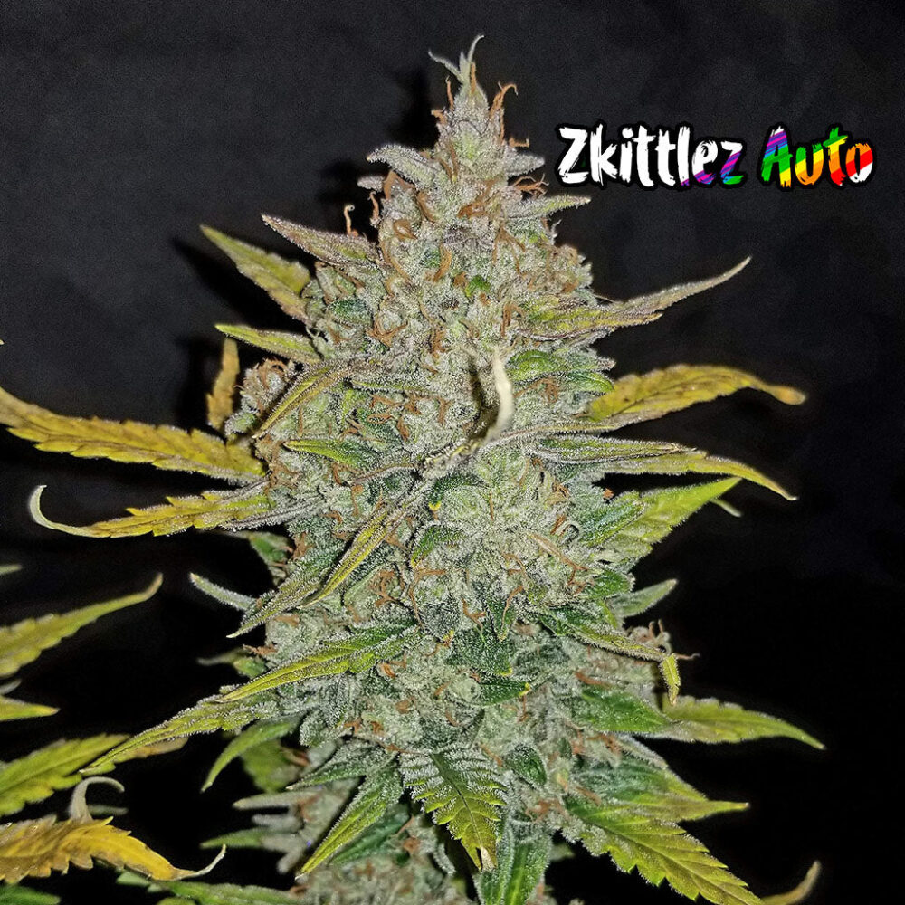 Zkittlez Auto 5 Stück - Bushdoctor