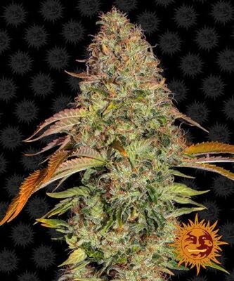Zkittlez OG - Bushdoctor