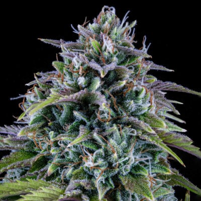 24 Carat Auto-3 Samen - Seeds24